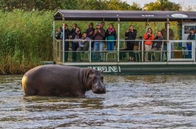 Shoreline Boat Safaris