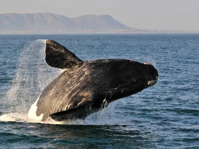 Hermanus Whale Watchers