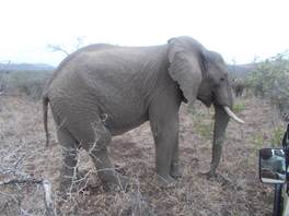 Amakhosi elephant so close