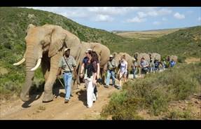 Indalu elephant walk