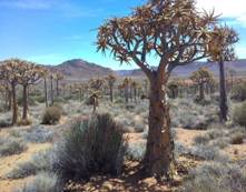 cid:17217fe7bd43d2c929a