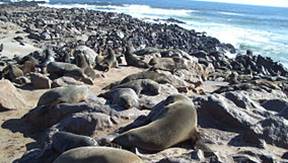 Cape Cross Seal Colony.jpg
