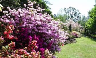 A picture containing tree, grass, outdoor, plant

Description automatically generated