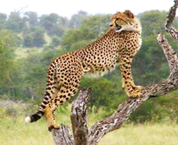 Elephant Herd Tours and Safaris -  Kruger National Park - Cheetah (2)