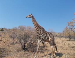 Kedar Lodge - Proud George